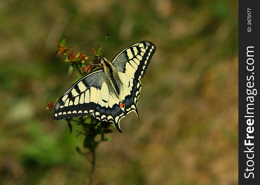 Swallowtail butterfly in a meadow