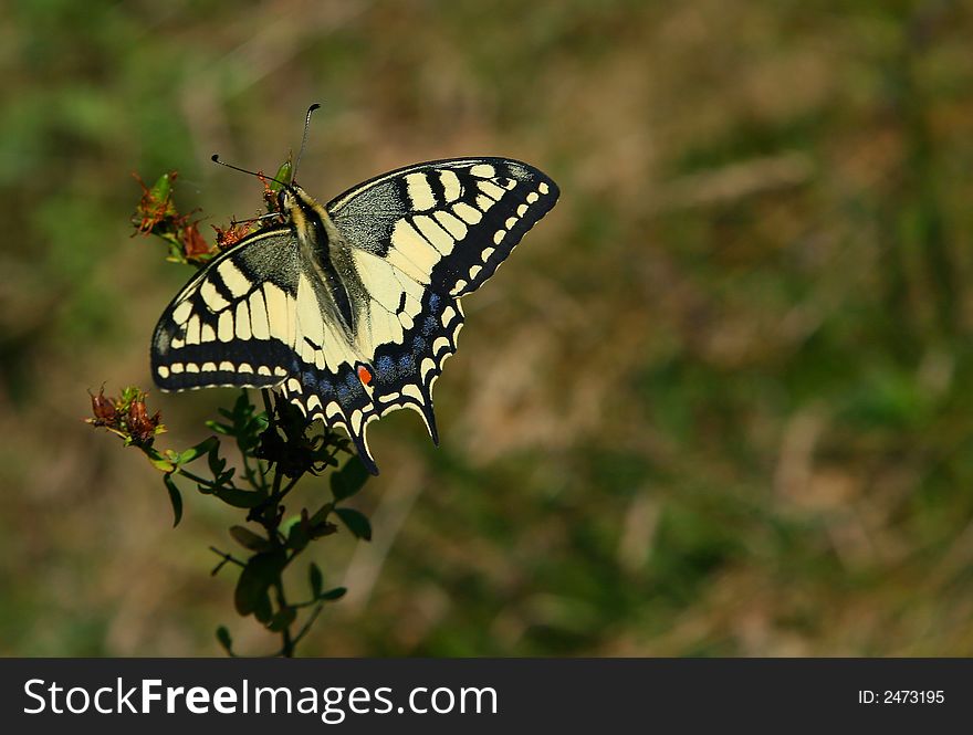 Swallowtail butterfly in a meadow