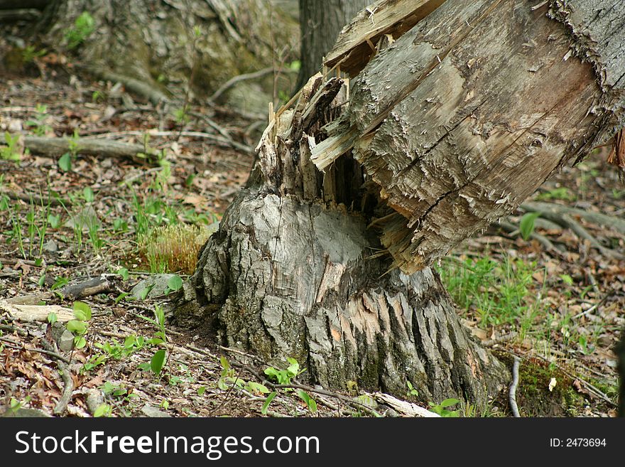 Fallen beaver tree