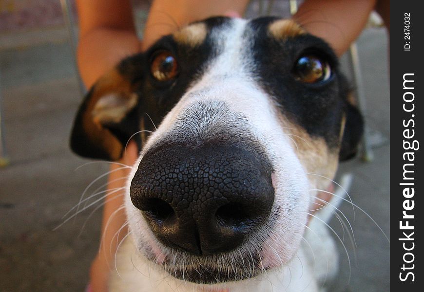 Sweet little dog with sad eyes. Sweet little dog with sad eyes