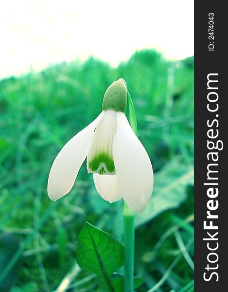 Abstract Snowdrop flower closeup macro