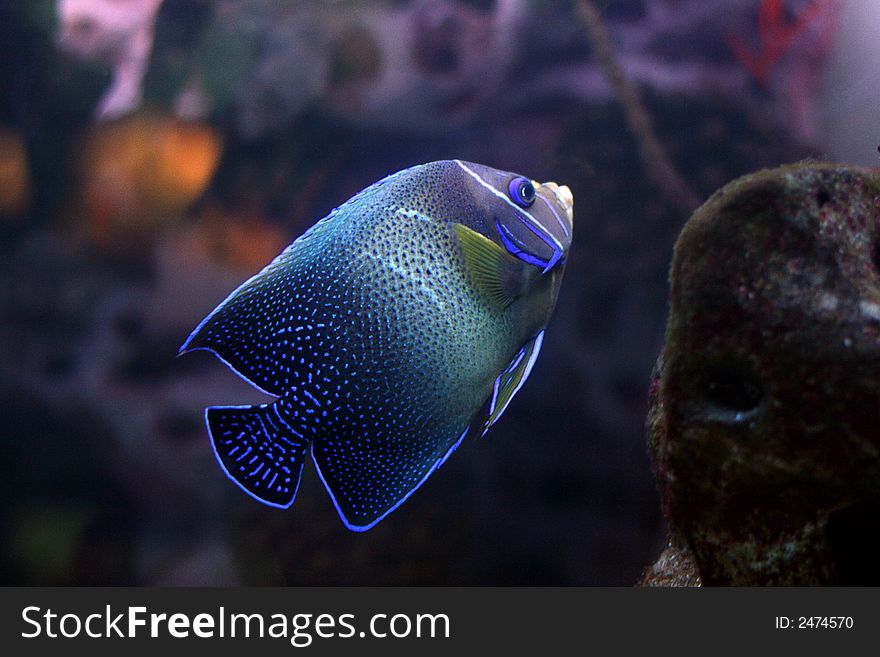 The beautiful tropical fish floats in the sea. The beautiful tropical fish floats in the sea