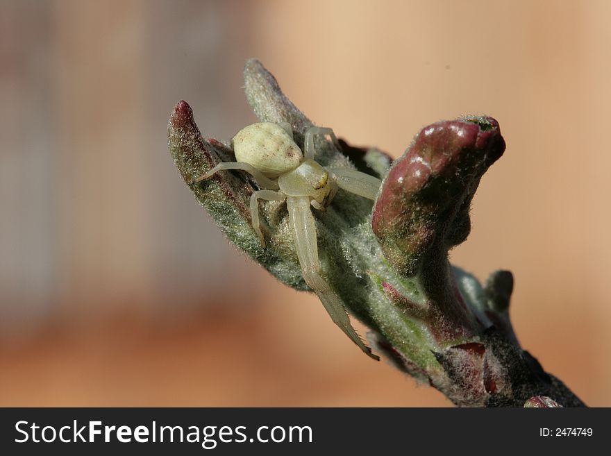 A spider on a branch of an apple-tree