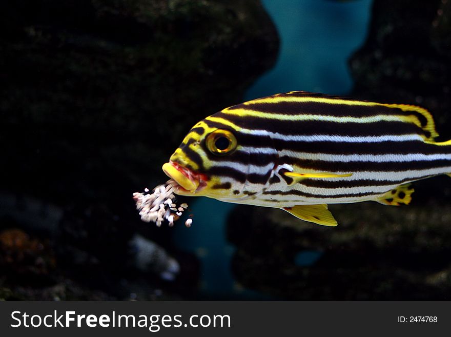 The beautiful tropical  fish floats in the sea. The beautiful tropical  fish floats in the sea