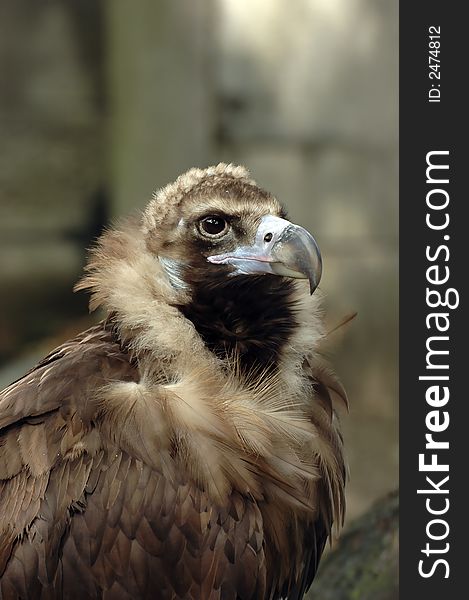 Portrait of a vulture with blurry background. Portrait of a vulture with blurry background