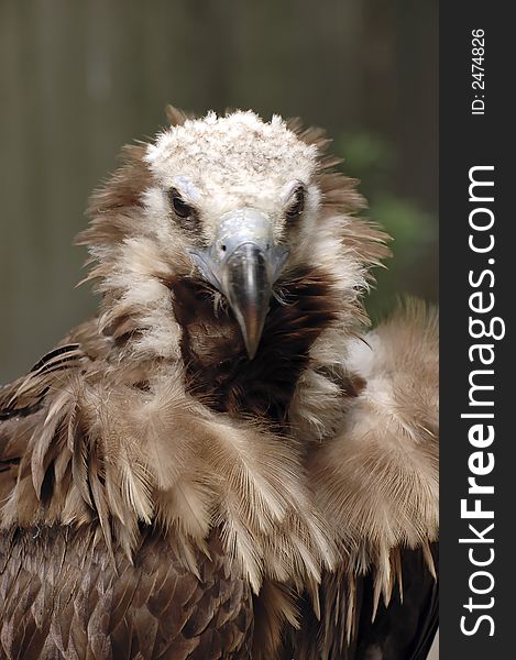 Portrait of a vulture with blurry background. Portrait of a vulture with blurry background