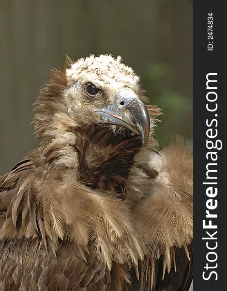 Portrait of a vulture with blurry background. Portrait of a vulture with blurry background