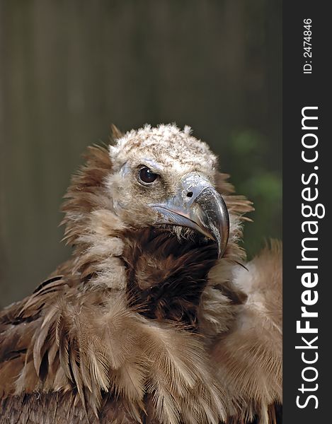 Portrait of a vulture with blurry background. Portrait of a vulture with blurry background