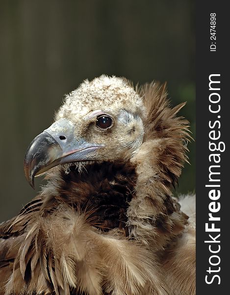 Portrait of a vulture with blurry background. Portrait of a vulture with blurry background