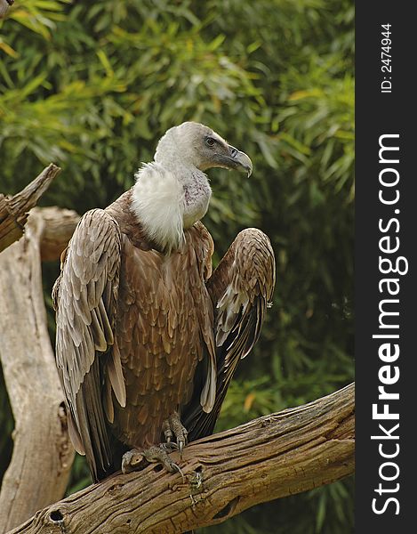 Portrait of a vulture with blurry background. Portrait of a vulture with blurry background