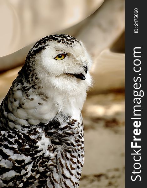 Snow Owl staring with blurry background. Snow Owl staring with blurry background