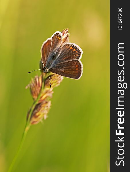 Brown butterfly with a green background