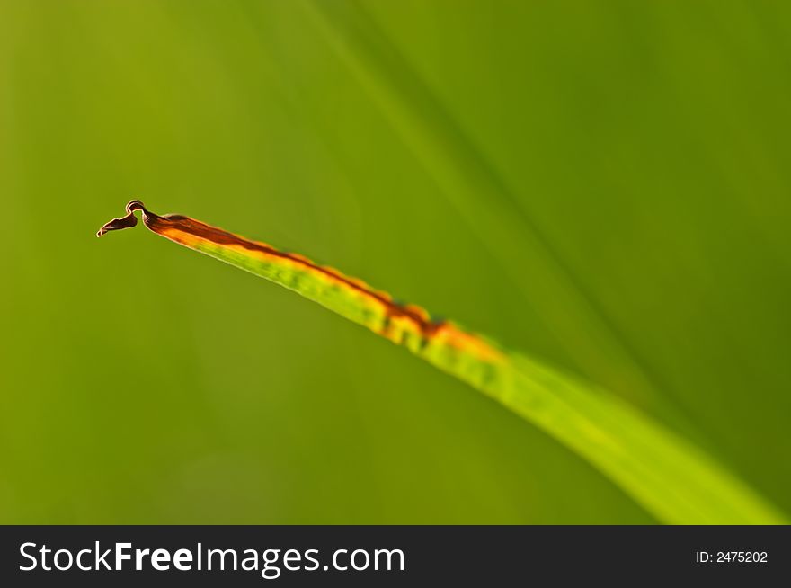 Blade of a grass with a green background