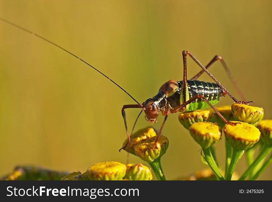 Grasshopper sitting on a plant