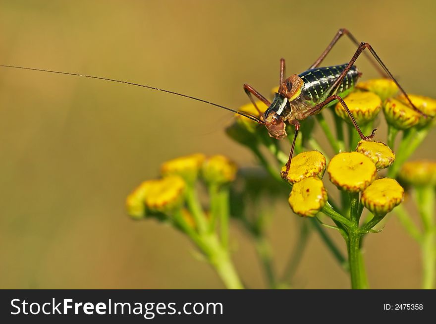 Grasshopper sitting on a plant