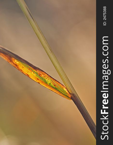 Blade of a grass with a brown background. Blade of a grass with a brown background