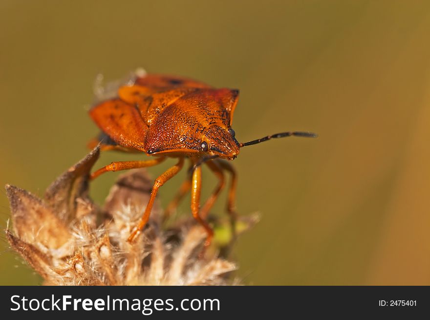 Shield bug with nice background