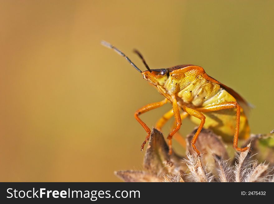 Shield bug with nice background