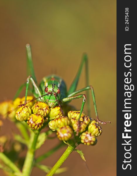 Grasshopper sitting on a plant