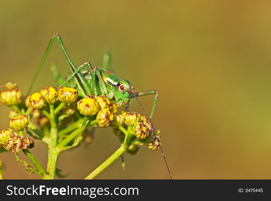 Grasshopper sitting on a plant