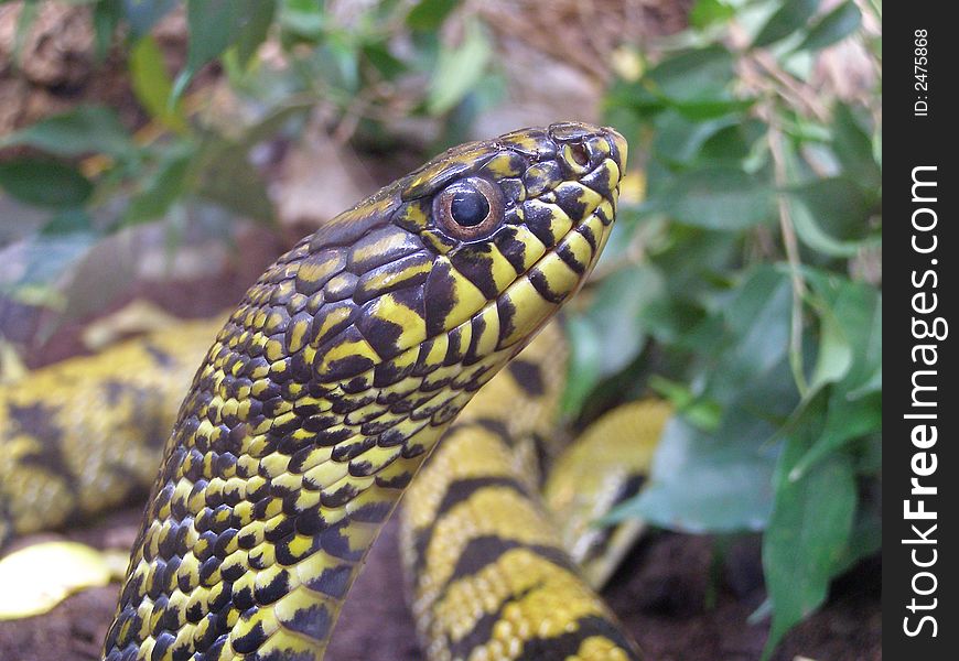 Beautifull poison snake in the zoo