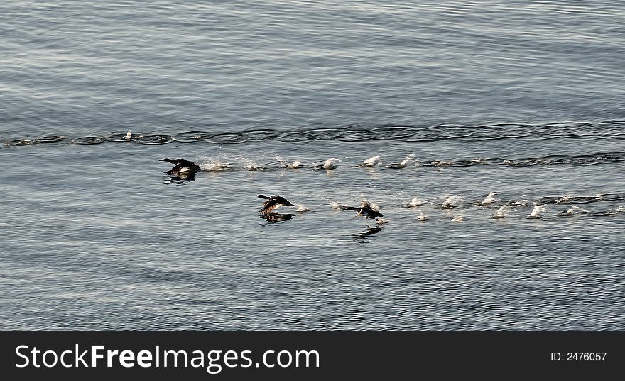 A small group of ducks run on water to get airborne. A small group of ducks run on water to get airborne