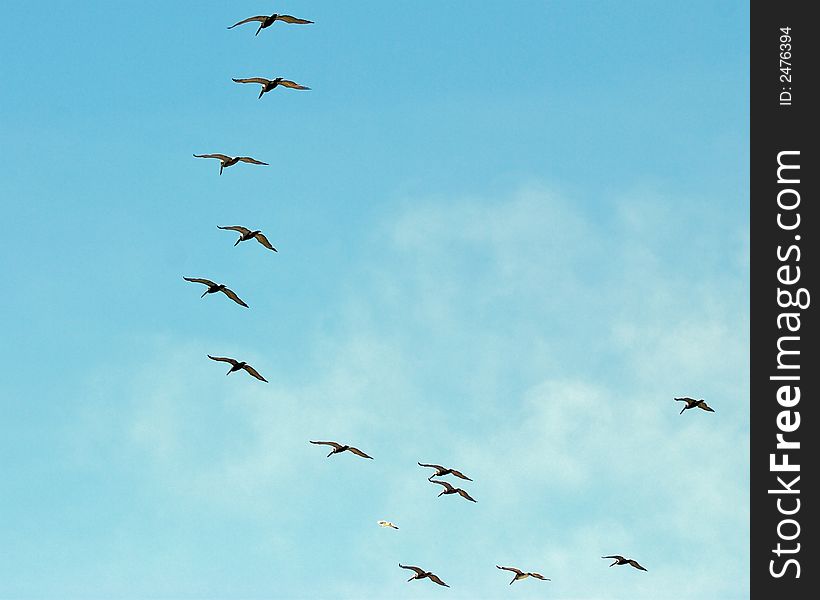 Pelicans flying on a blue sky background