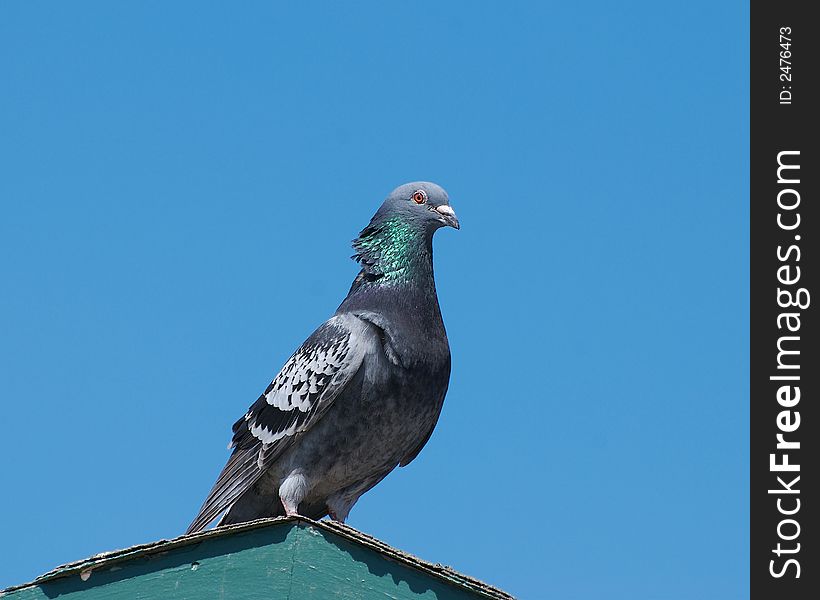 A bird standing on blue sky background