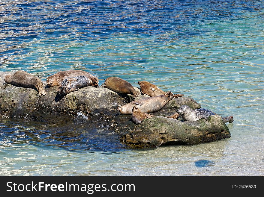 Seals lying on rocks near a beach with the blue ocean background. Seals lying on rocks near a beach with the blue ocean background