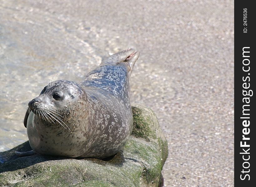 Seal lying on the rock near a beach
