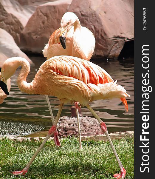 Chilean flamingos crossing paths as they relax by the water.