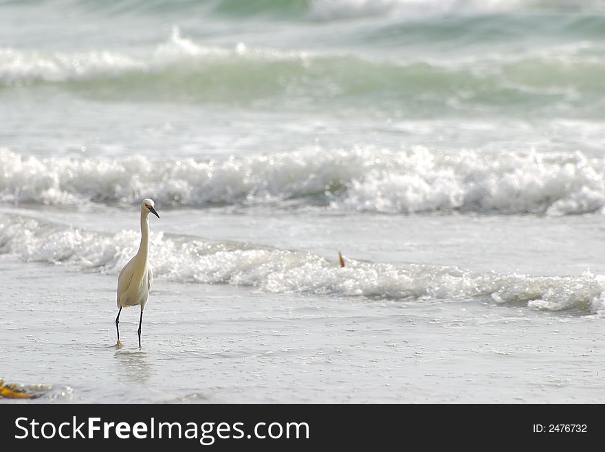 White bird on a sandy beach. White bird on a sandy beach