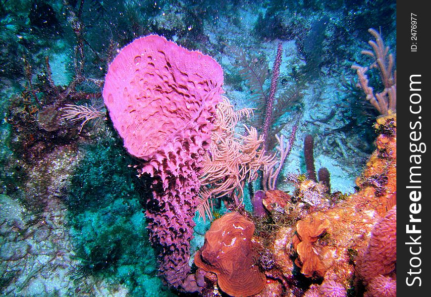 Vivid colors of underwater sea life. Vivid colors of underwater sea life.