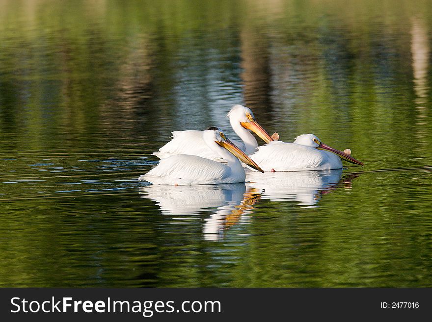 Three American Pelicans swimming together in the early AM. Three American Pelicans swimming together in the early AM.