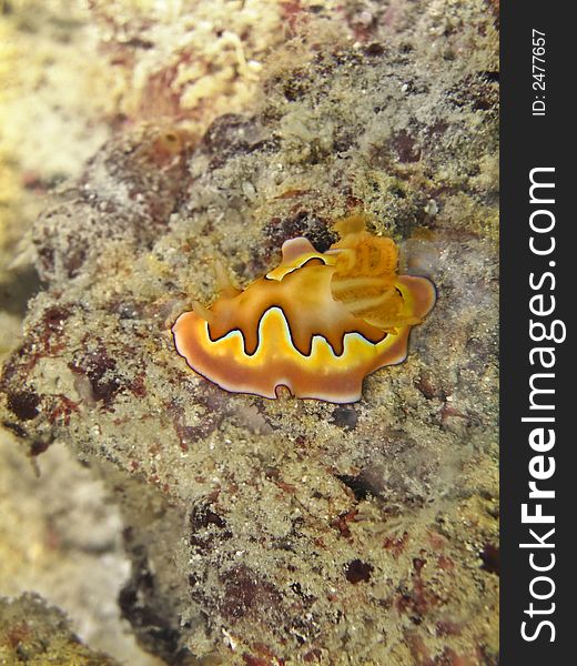 Although colorful when seen near, this nudibranch is actually very well camouflaged with it background. Although colorful when seen near, this nudibranch is actually very well camouflaged with it background.