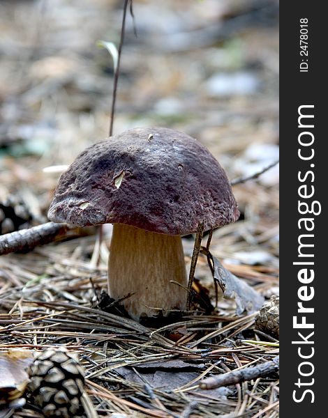 The mushroom in the forest