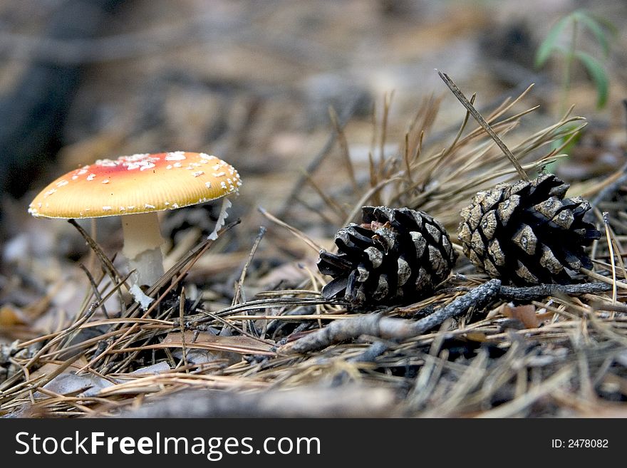 The mushroom in the forest