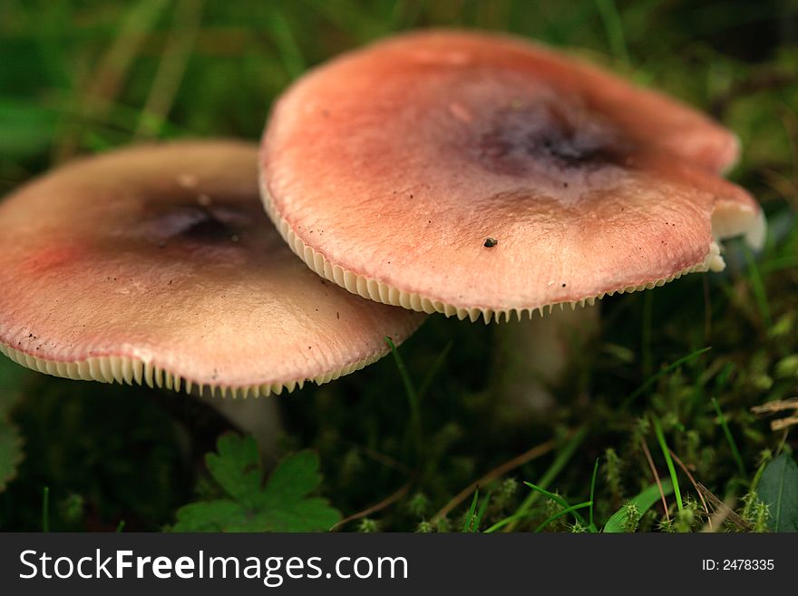 Close Up Of Two Mushrooms