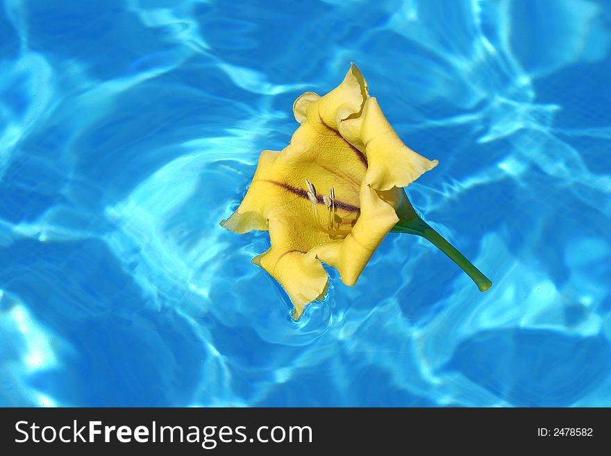 Yellow Hibiscus growing by blue pool