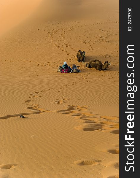 Camels take a rest In the desert of Merzouga, Er Chebbi. Camels take a rest In the desert of Merzouga, Er Chebbi