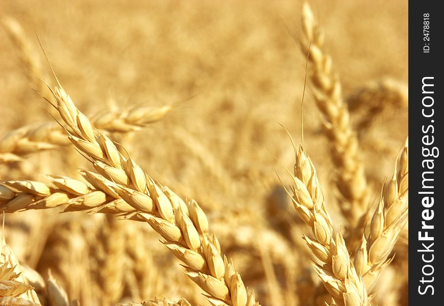 Yellow corn during the summer season. Yellow corn during the summer season