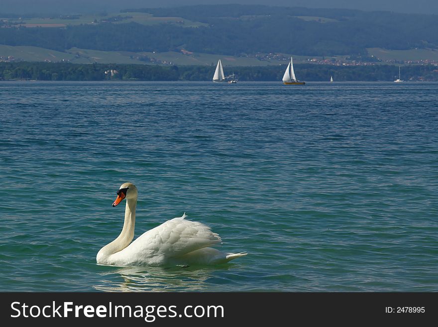 White swan on a lake with yachts on bachground. White swan on a lake with yachts on bachground