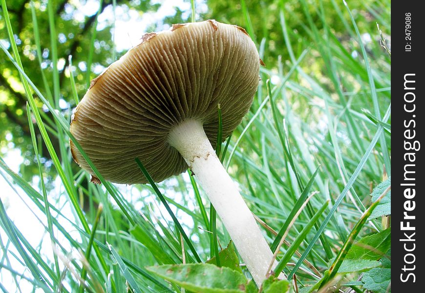 Small mushroom on the nature