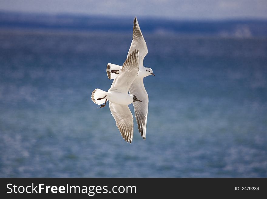 White seagull fly on blue summer sea