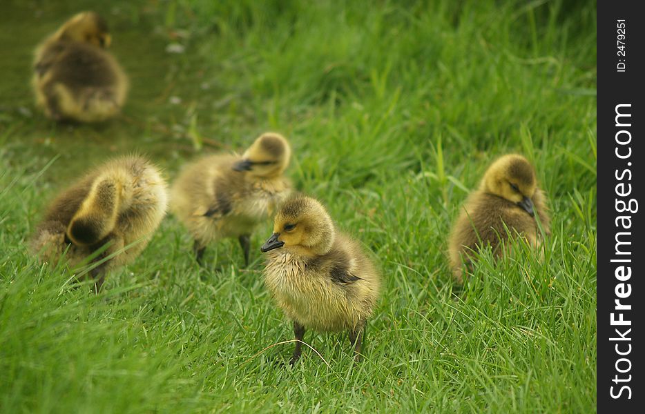 Five goslings preening in the long grass.