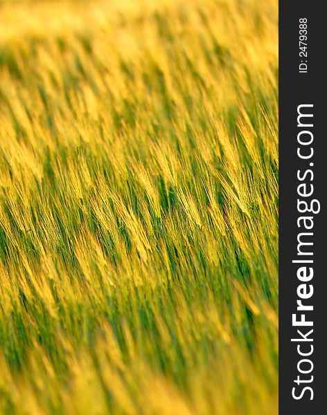 Field wheat on  sunset,  spring in steppe, color. Field wheat on  sunset,  spring in steppe, color