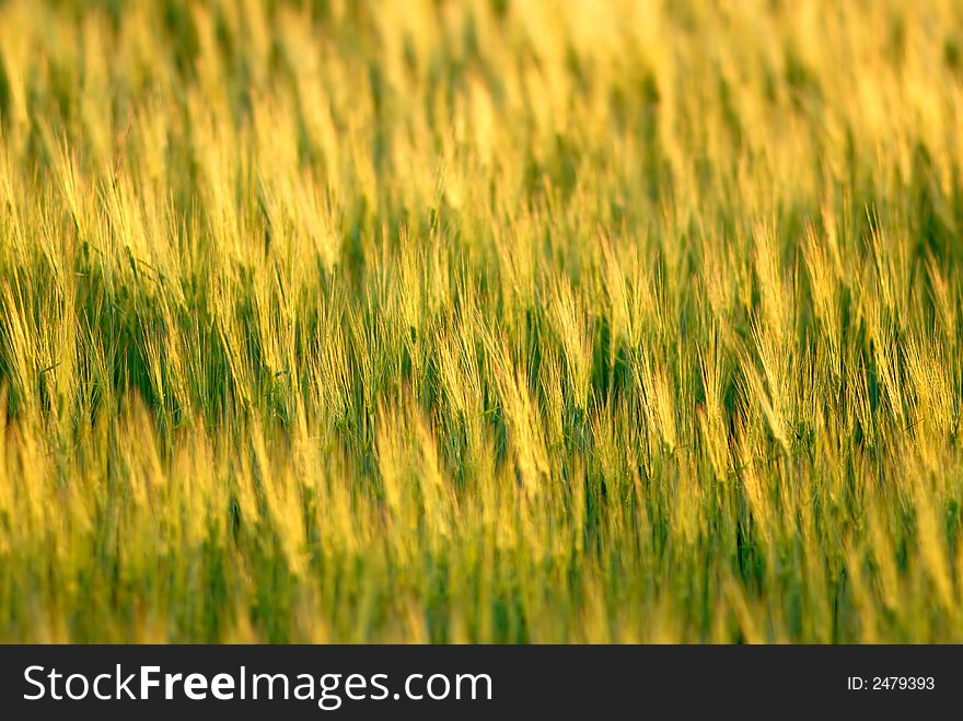 Field wheat on  sunset,  spring in steppe. Field wheat on  sunset,  spring in steppe