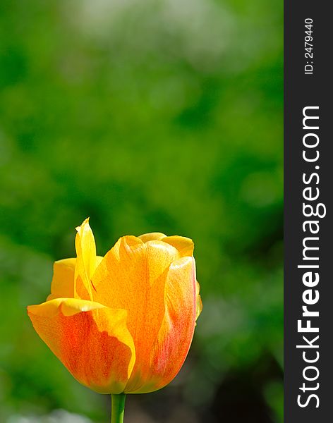 Flower of yellow tulip on  background of green leaves, month May