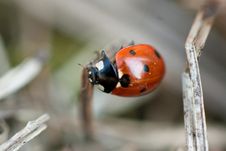 Closeup Of A Red Ladybug Stock Photos Closeup Of A Red Ladybug Stock Photos
