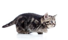 Black Scottish Kitten Slinks Royalty Free Stock Photography